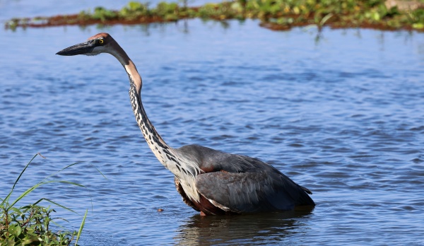 Una garza en el río Zambeze (Lower Zambizi NP, Zambia)