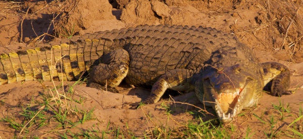 Cocodrilo en el río Kafue (Lower Zambizi NP, Zambia)