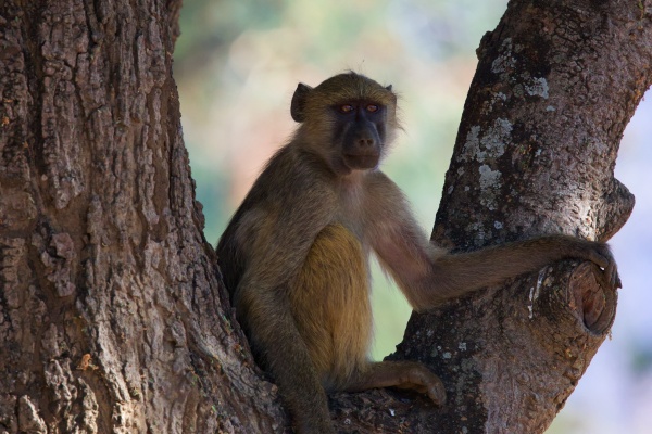 Mandriles y babuinos en South Luangwa NP, Zambia