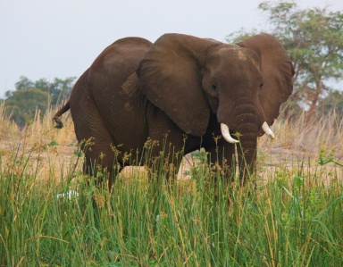 Elefante Lower Zambizi NP Zambia