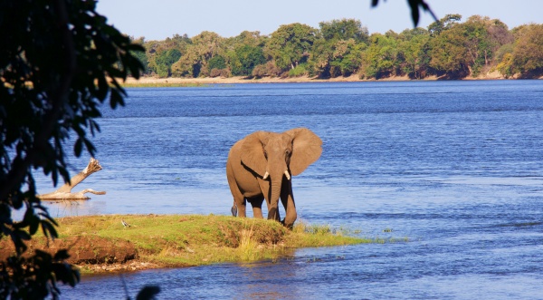 Elefante desde Mvuu Lodge (Lower Zambizi NP, Zambia)
