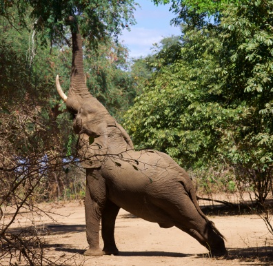Elefante en Lower Zambizi NP Zambia