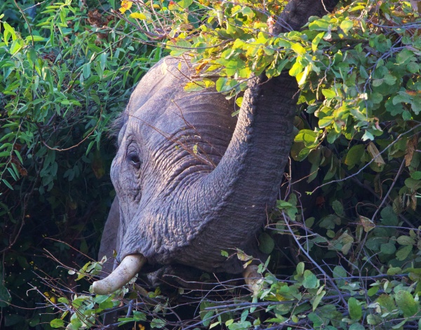 Elefante en el río Zambizi (Lower Zambizi NP, Zambia)