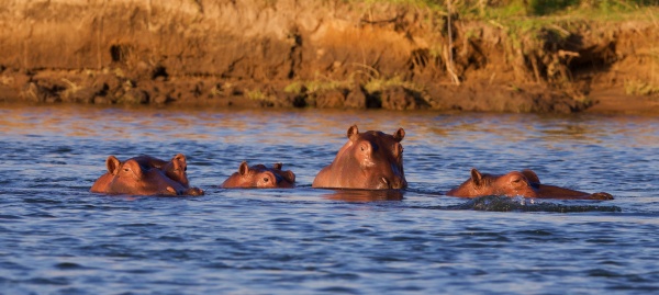 Hipopótamos en el río Kafue (Lower Zambeze NP, Zambia)