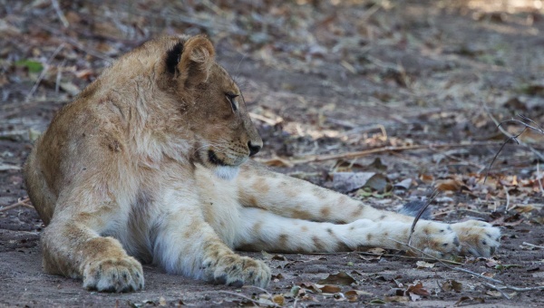 Leones en Lower Zambizi NP Zambia