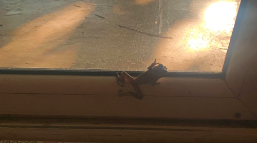 Primera noche en tienda de campaña primera sorpresa, una rana dentro