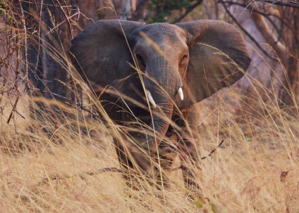 Elefante en Mvuu Lodge Lower Zambizi NP, Zambia