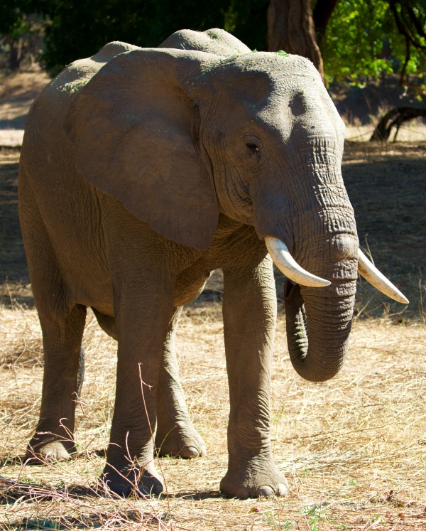 Un elefante en Mvuu Lodge (Lower Zambizi NP, Zambia)