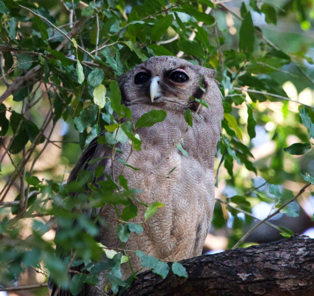 Un buho en South Luangwa NP, Zambia