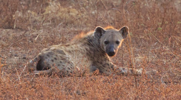 Una hiena esperando a que los leones devoren a un hipo en South Luangwa NP, Zambia