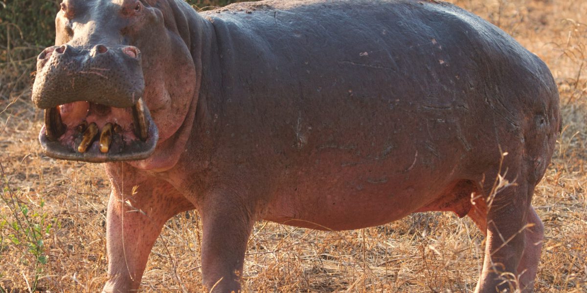 Hipopótamo rugiendo South Luangwa