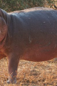 Hipopótamo rugiendo South Luangwa