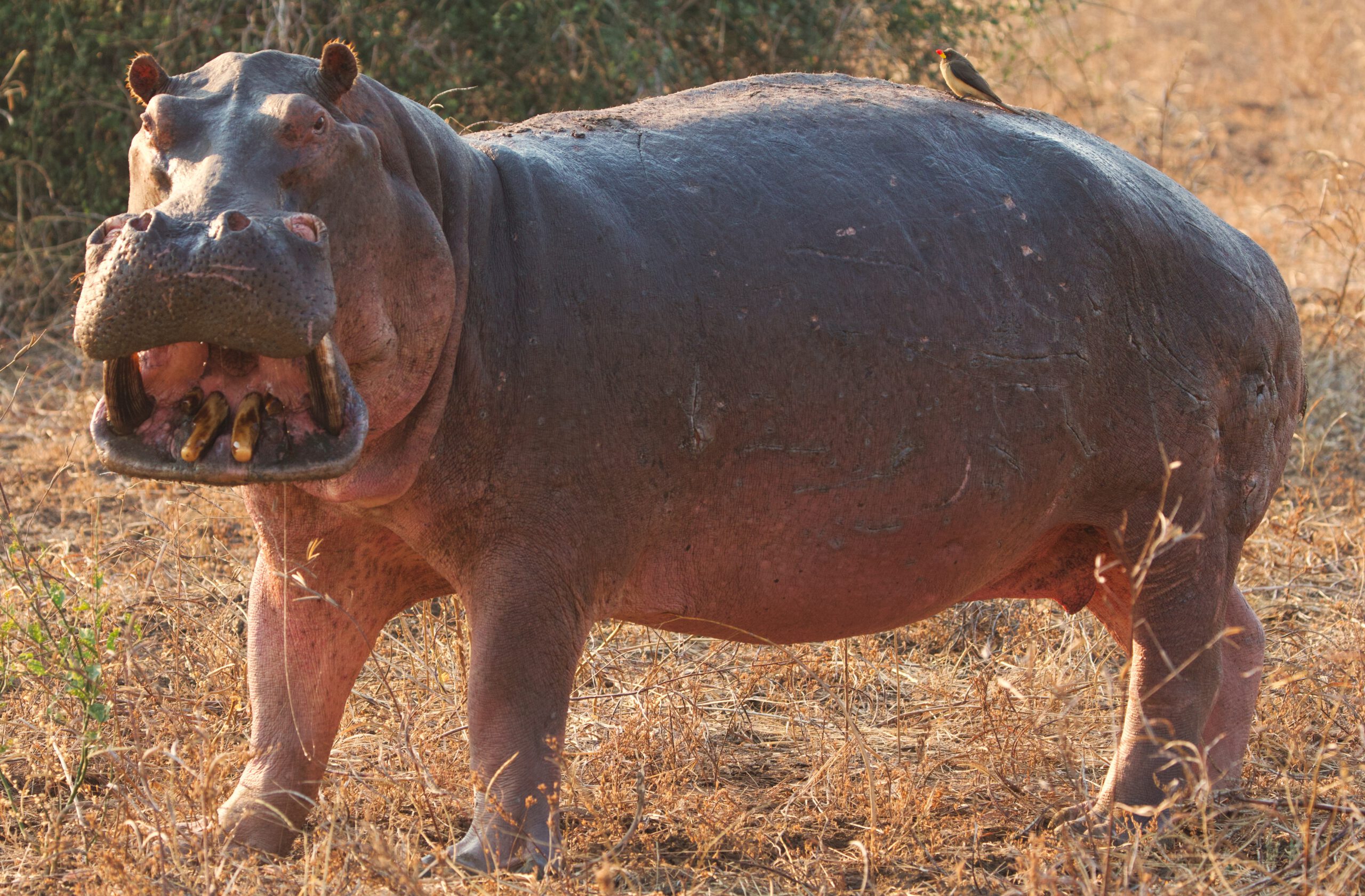 Zambia por libre, vivir la aventura de acampar en plena sabana