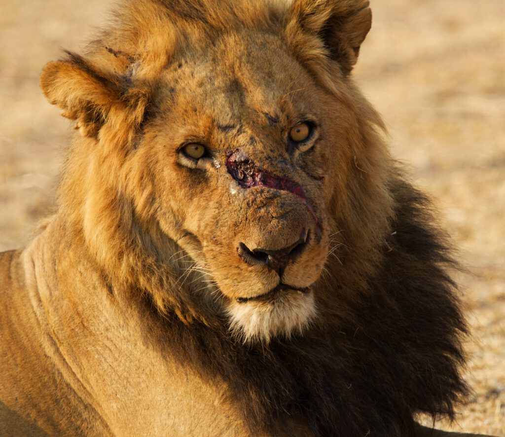 León herido en Kafue NP Zambia