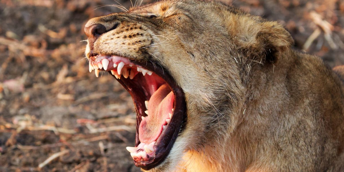 leona enfurecida en South Luangwa NP Zambia