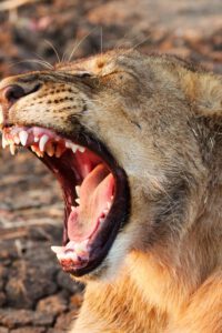 leona enfurecida en South Luangwa NP Zambia