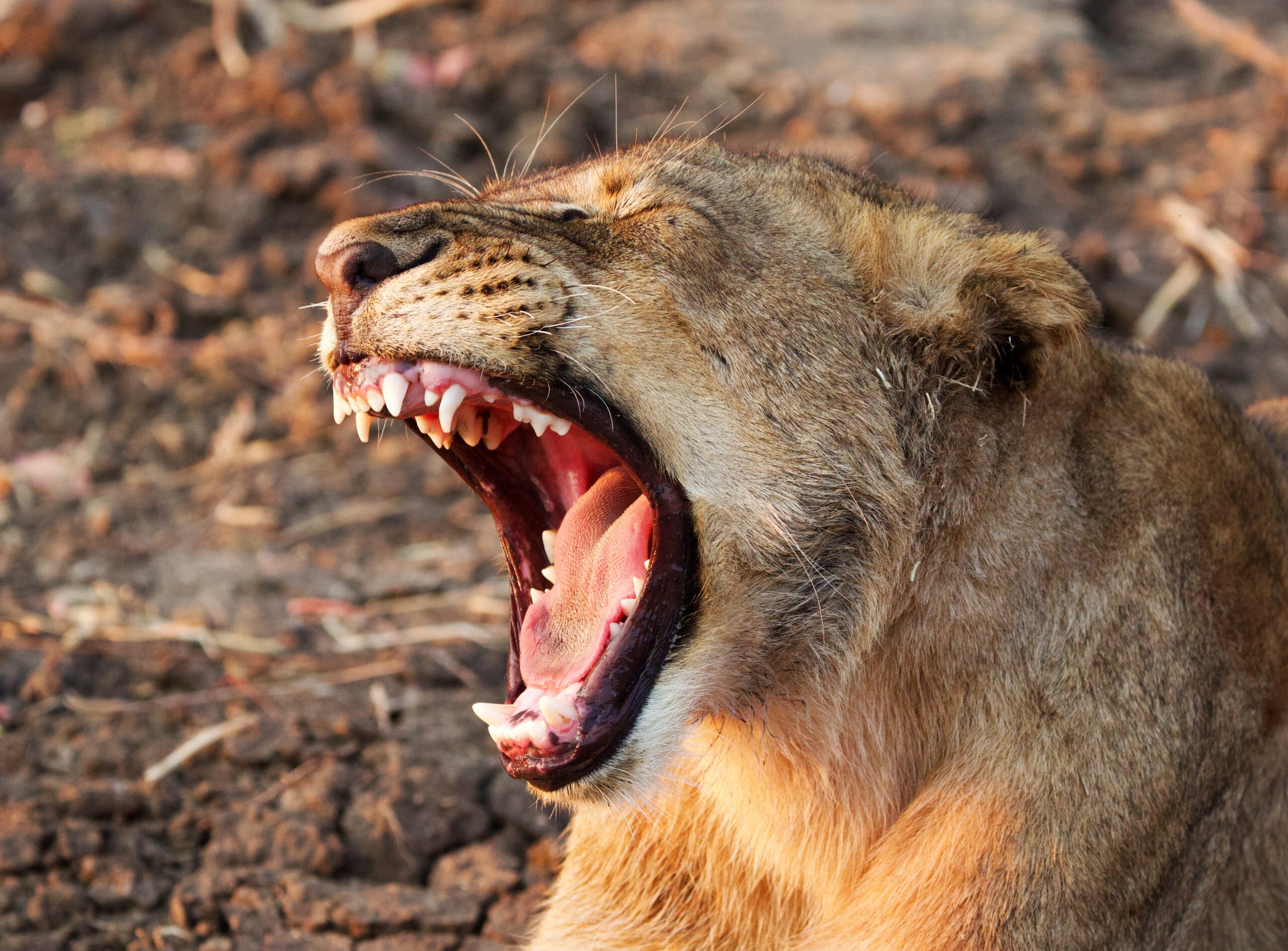 Zambia por libre, vivir la aventura de acampar en mitad de la sabana, South Luangwa National Park