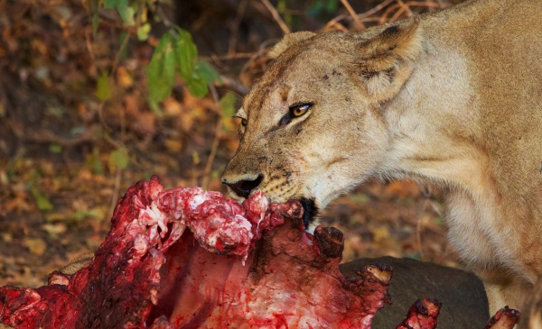Leones comiendose a un hipo en South Luangwa NP, Zambia