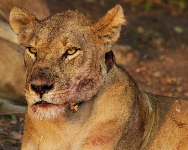 Leona en South Luangwa NP Zambia