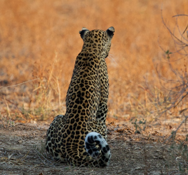 Leopardo en South Luangwa NP Zambia