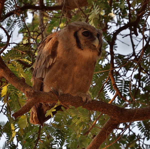 Buho en Kafue National Park