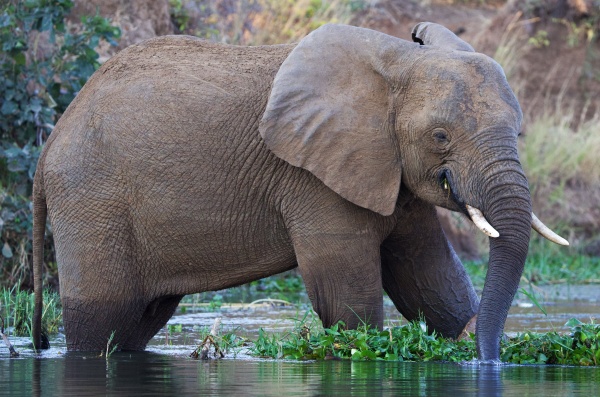 SAFARI BOAT LOWER ZAMBIZI NP ZAMBIA