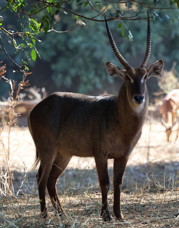 South Luangwa NP, Zambia