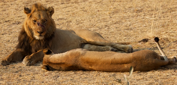 UNA PAREJA DE LEONES KAFUE NP Zambia