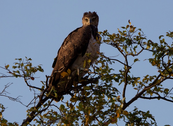 AGUILA SOUTH LUANGWA ZAMBIA