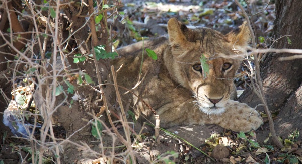 Un cachorro de león en South Luangwa NP, Zambia