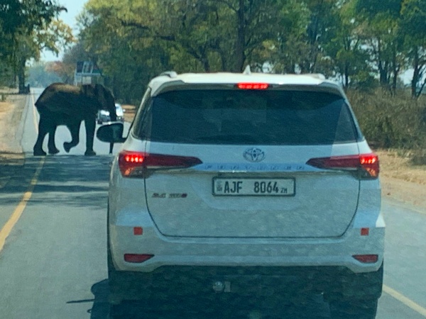 Elefante cruzando la carretera 