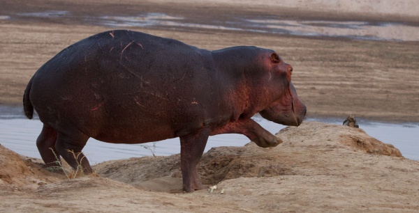 Hipopótamo bajando al río en South Luangwa NP, Zambia