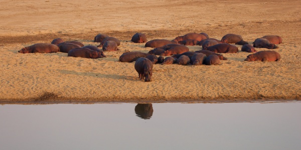 HIPOS en el rio Luangwa, Zambia