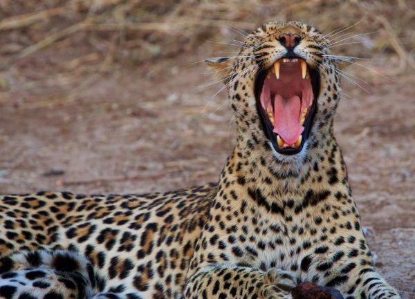 Leopardo Zikomo South Luangwa NP