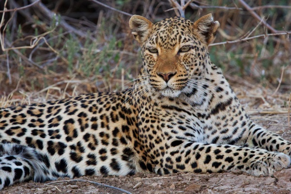 Un leopardo en South LUangwa NP, Zambia