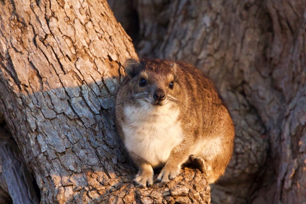 Zambia pequeña ardilla South Luangwa NP