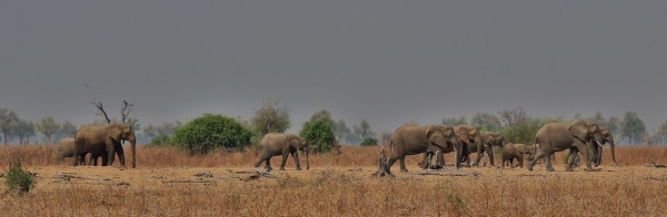 Grupo de elefantes en Kafue NP Zambia