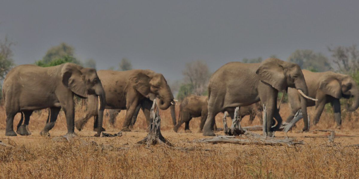 Manada de elefantes en Kafue National Park Zambia
