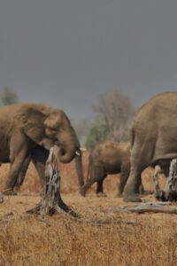 Manada de elefantes en Kafue National Park Zambia