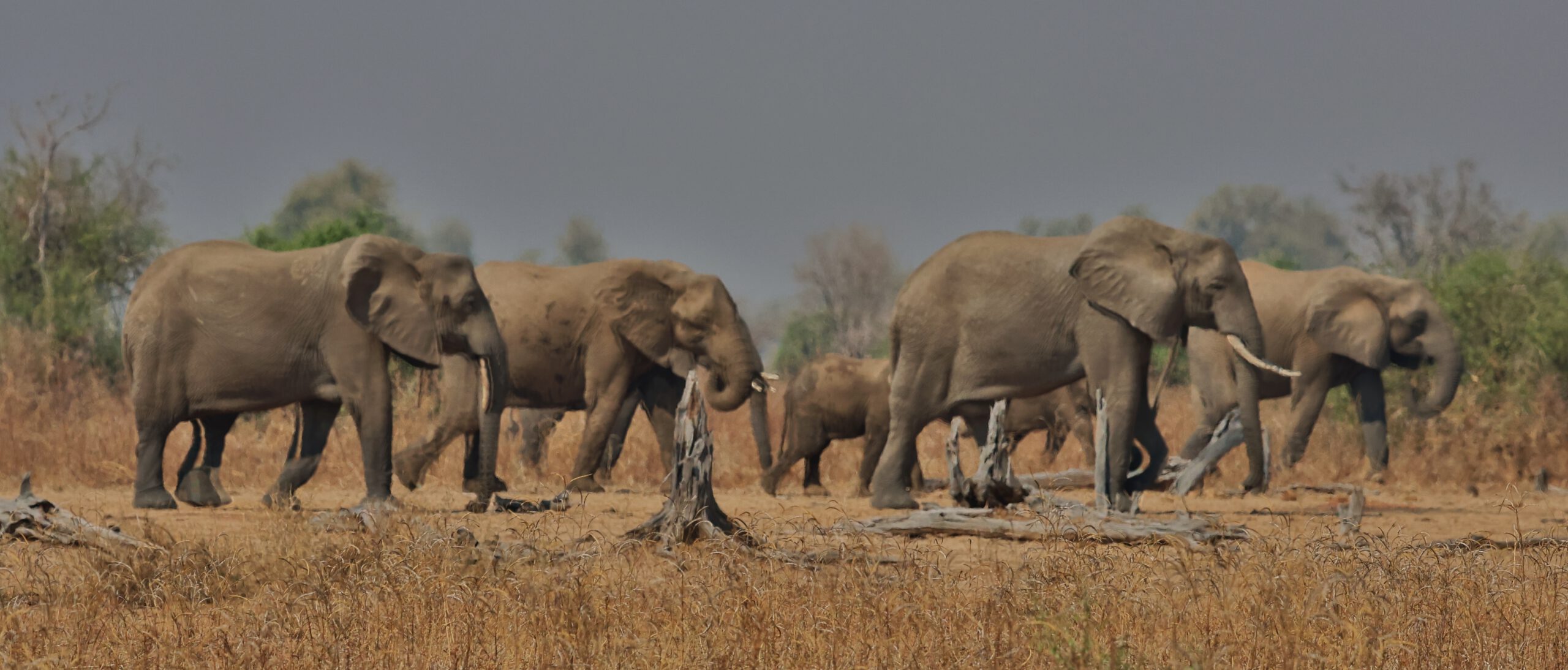 Zambia por libre, vivir la aventura de acampar en mitad de la sabana, Kafue y Cataratas Victoria